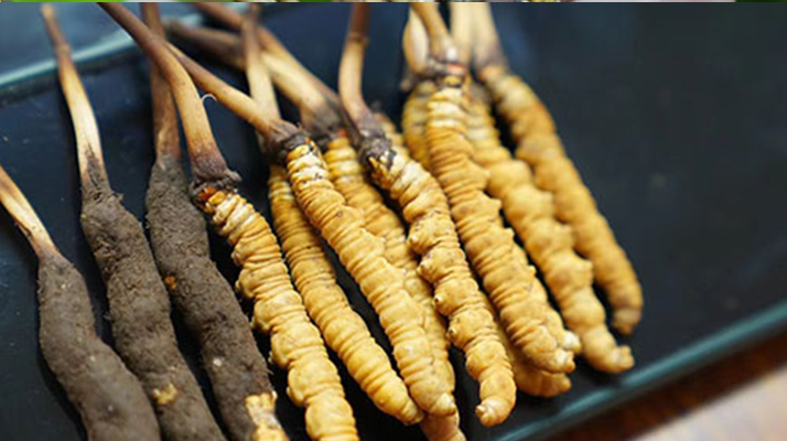 cordyceps