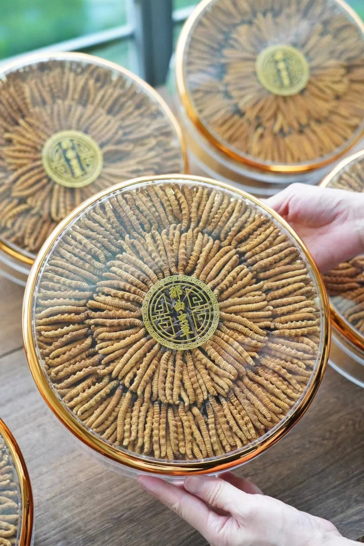 Nagqu, Tibet dried cordyceps