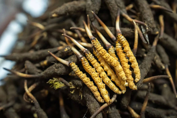 cordyceps