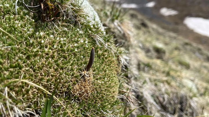 "Nagqu" cordyceps