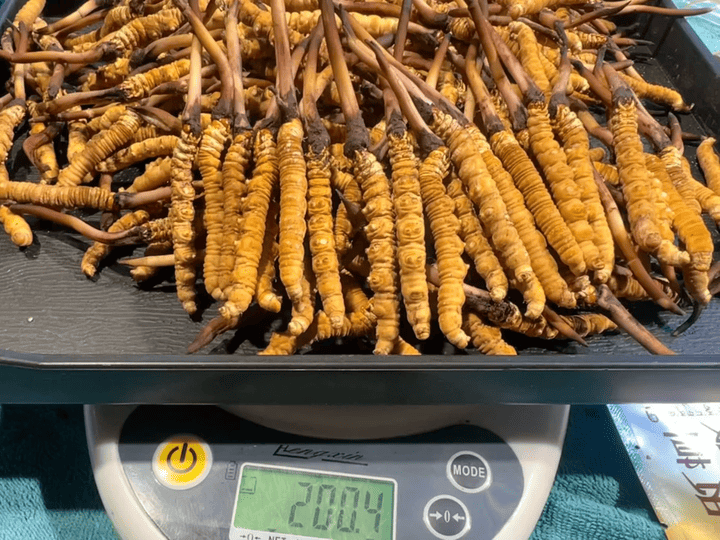 Kam Hoi Shing Dried-Seafood Buyback: How Mr. Chan Sold His Cordyceps - Kam Hoi Shing Cordyceps Buyback