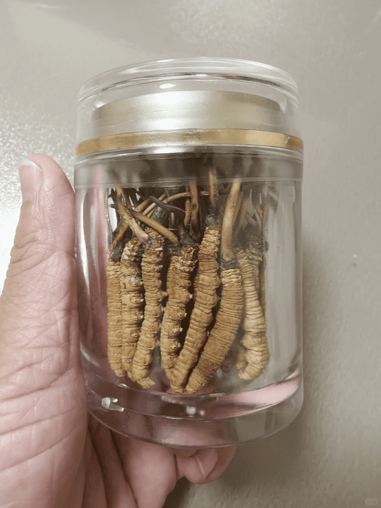 Anonymous Case Study: Mould-Affected Cordyceps Appraisal