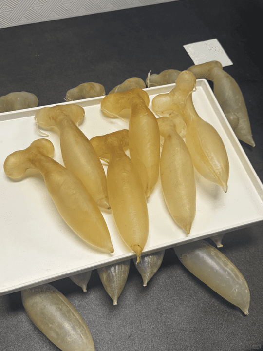 Anonymous Case Study: Professionally Appraised Aged Fish Maw