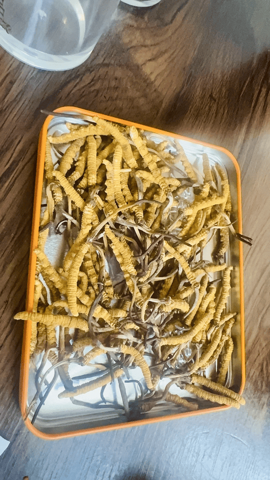 Anonymous Case Study: Cordyceps Found in a Tuen Mun Fridge