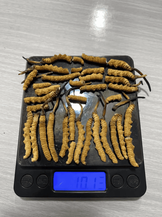 一盒塵封嘅冬蟲夏草,點樣幫陳先生解決搬屋煩惱?