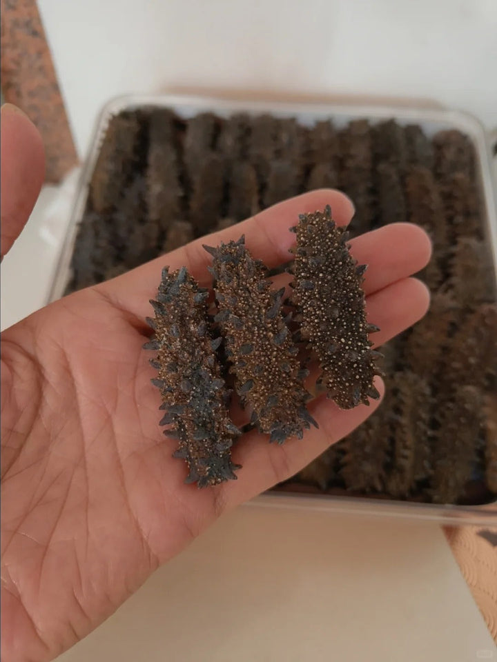 Japanese Kanto Sea Cucumber