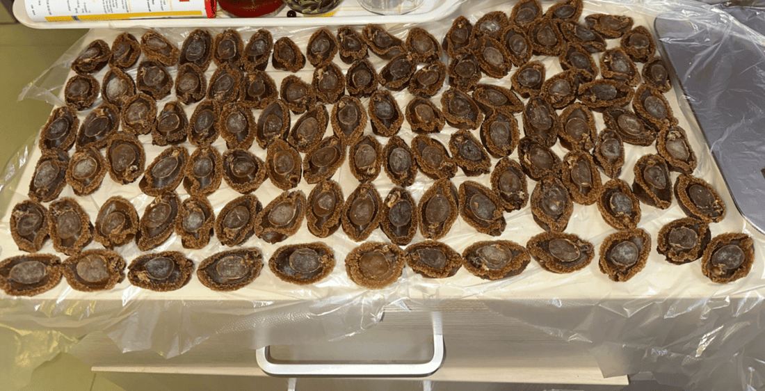 Abalone Buyback - Kam Hoi Shing