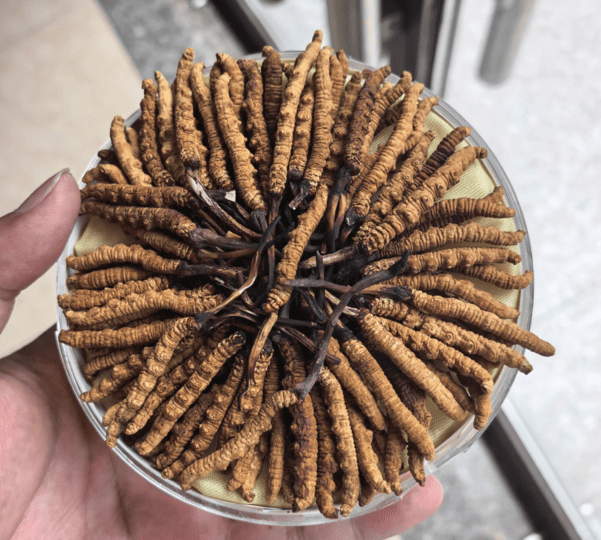Received Premium Cordyceps but Do Not Know How to Prepare It? A Kam Hoi Shing Buyback Case