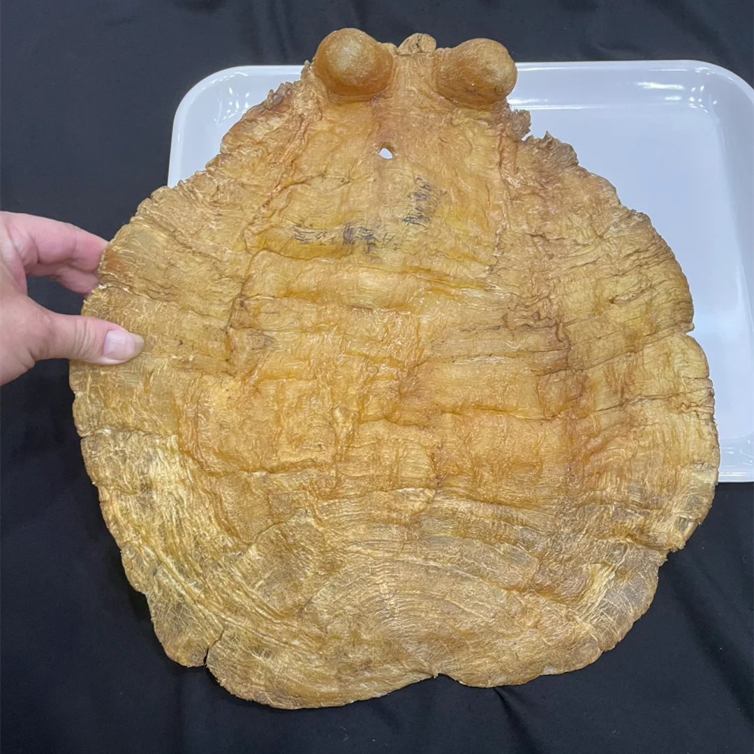 極品陳年特大蜘蛛膠 色澤深邃膠身厚實 金海晟回收實拍