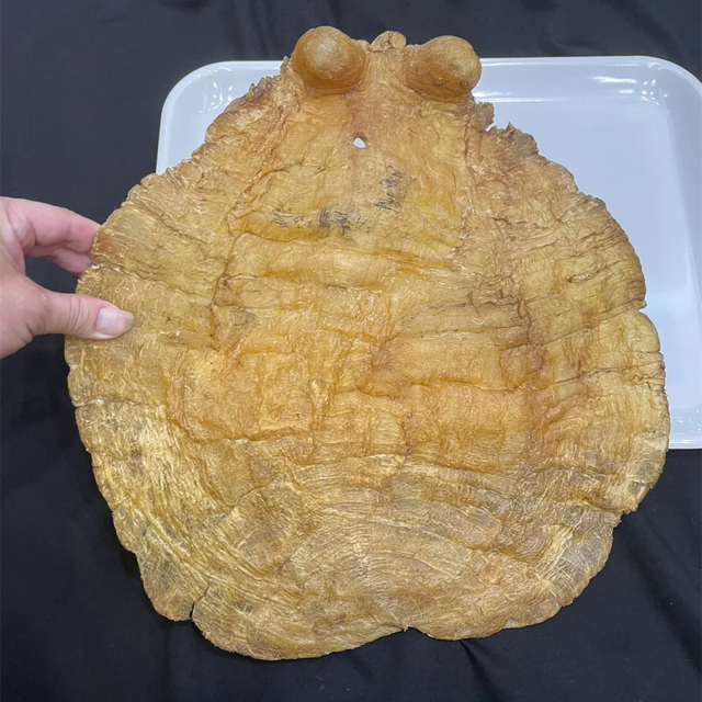 極品陳年特大蜘蛛膠 色澤深邃膠身厚實 金海晟回收實拍