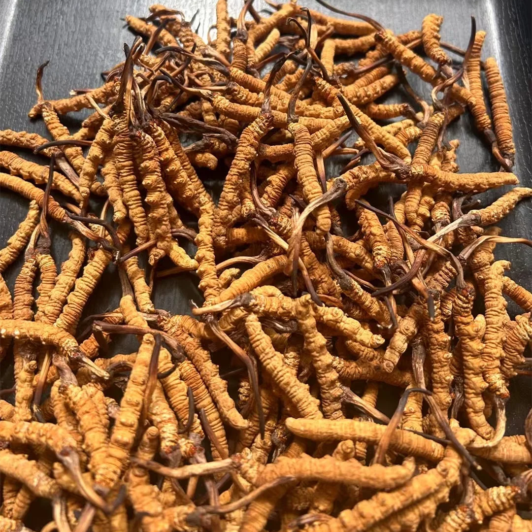 西藏冬蟲夏草實拍 色澤金黃肉質飽滿 金海晟鑑證