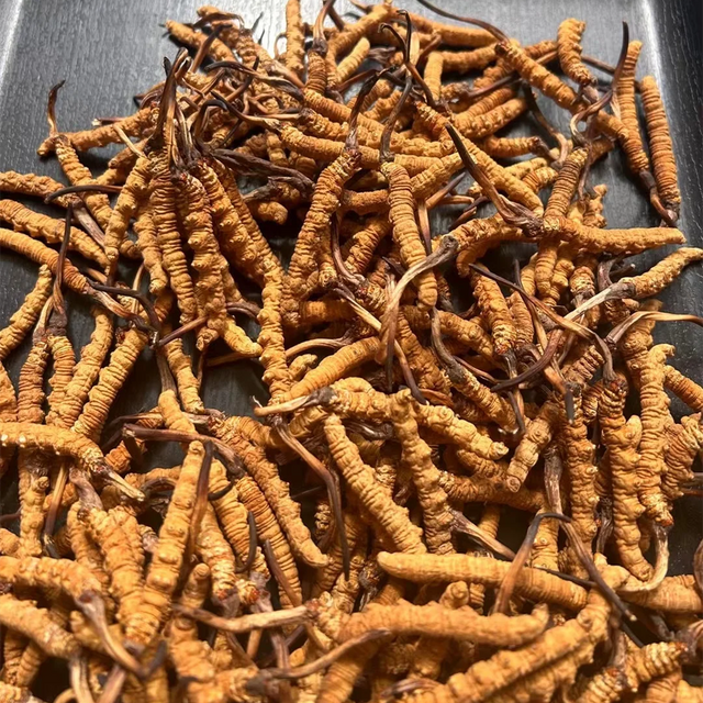 西藏冬蟲夏草實拍 色澤金黃肉質飽滿 金海晟鑑證