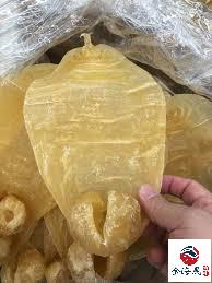 陳年黃花膠 膠身通透燈下金黃紋理清晰 金海晟回收實拍