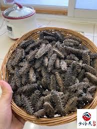 家藏多刺參 參體飽滿刺針粗壯色澤自然 金海晟上門回收實拍