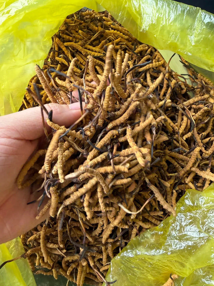 [Kam Hoi Shing buyback case]Uncle Chan from Sha Tin's "bottom-of-the-box" cordyceps, molded from long storage, sell at a high price instead! - Kam Hoi Shing fish maw buyback