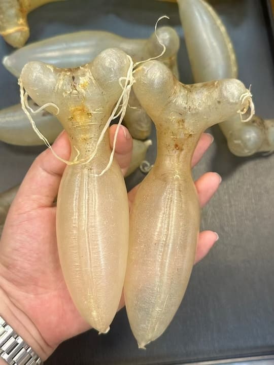 [Kam Hoi Shing Buyback Case]Top-grade old fish maw collected for twenty years, turned into warm blessings for our daughter's overseas studies!