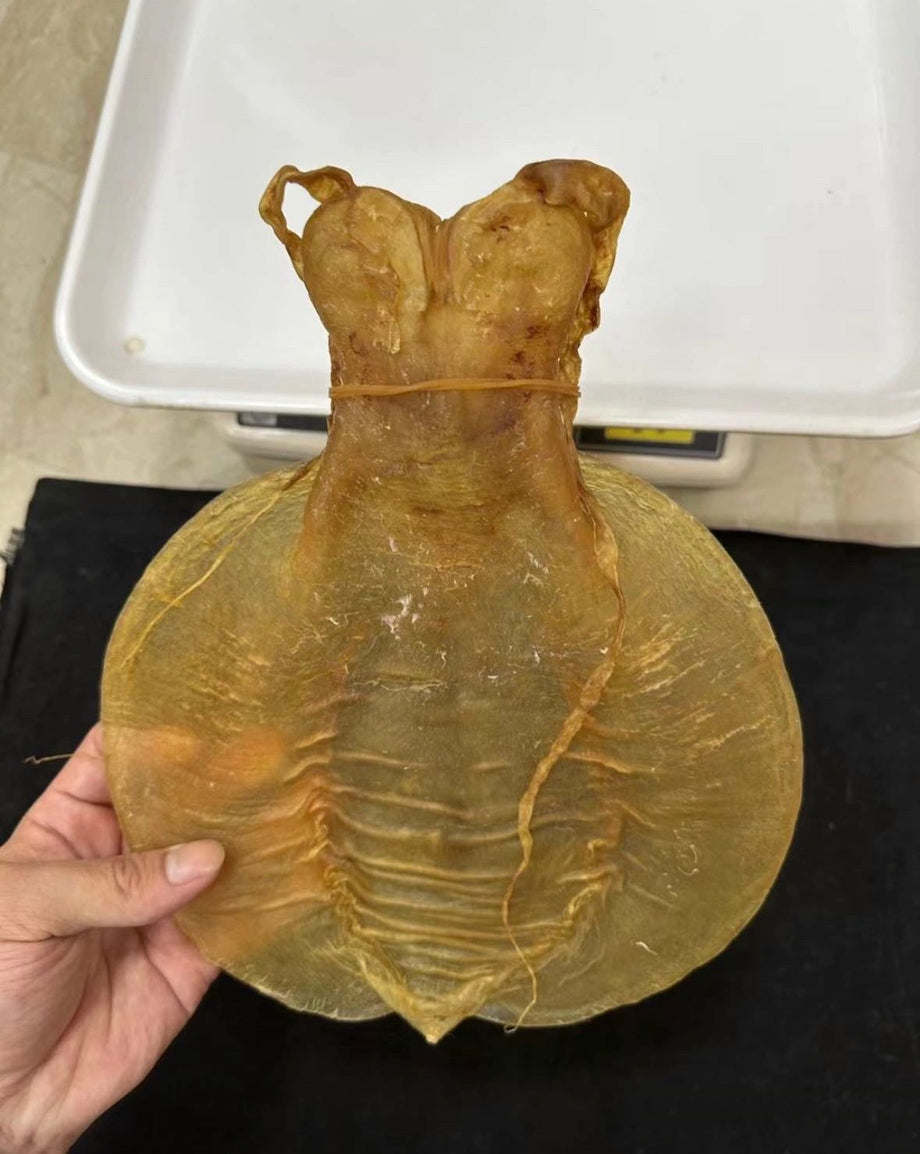 揭秘「花膠之王」：金錢膠的頂級品鑑與儲存，您的傳家寶能保存多久？