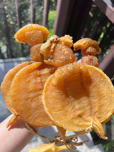 揭秘5大石肚魚膠回收陷阱 | 免費專業估價 | 金海晟