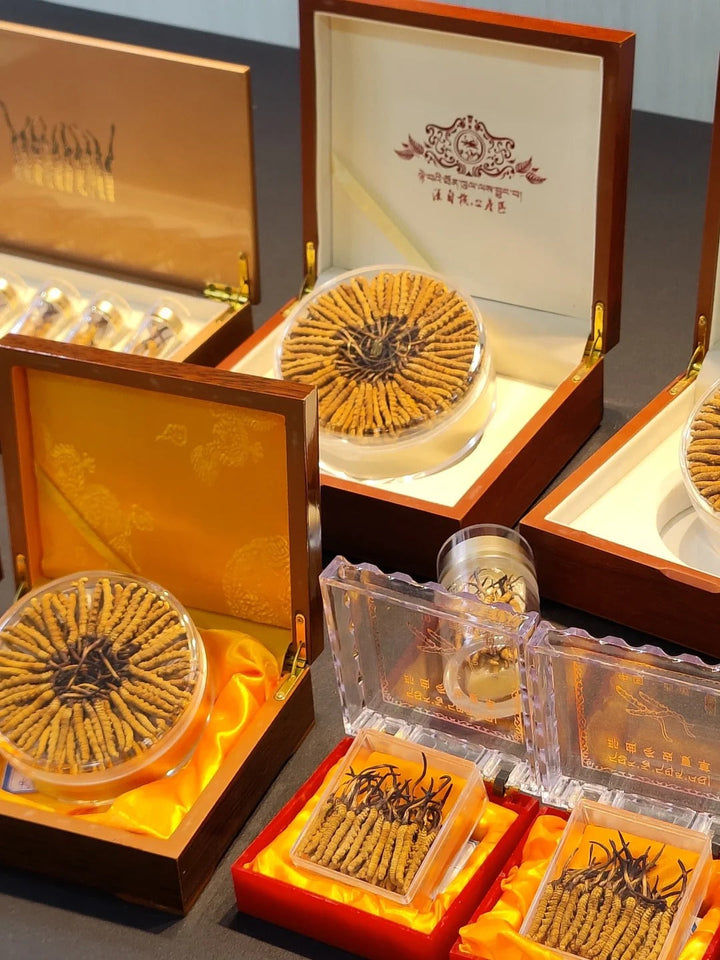 Tibet cordyceps