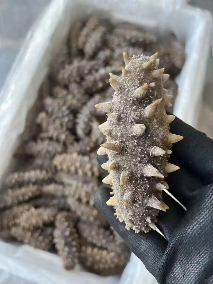 海参