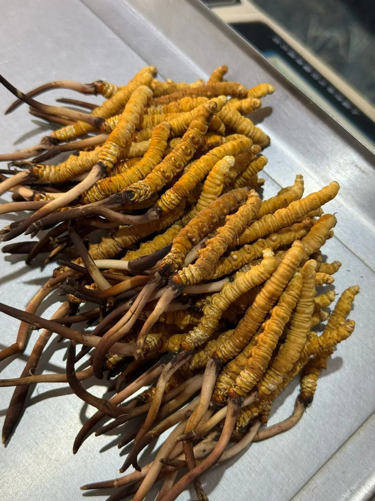 野生虫草