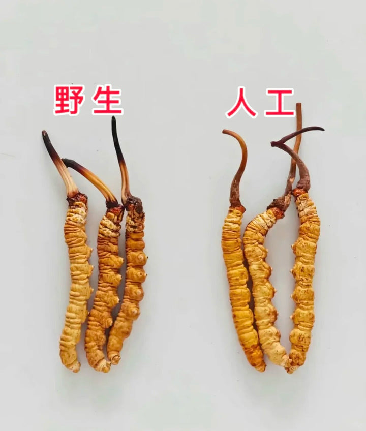 cordyceps