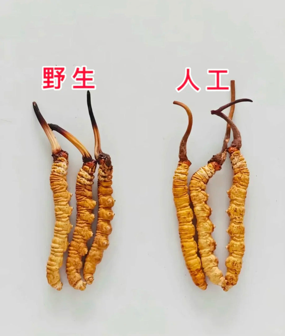 冬蟲夏草斷裂或發霉還能回收嗎？專家教您判斷剩餘價值的關鍵