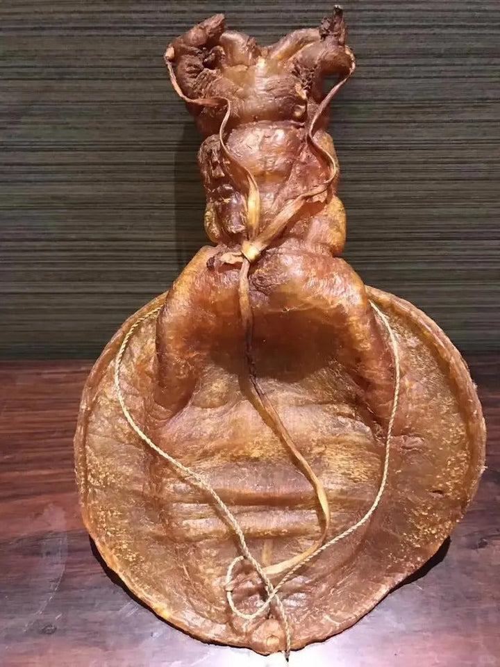 金錢鰵魚膠