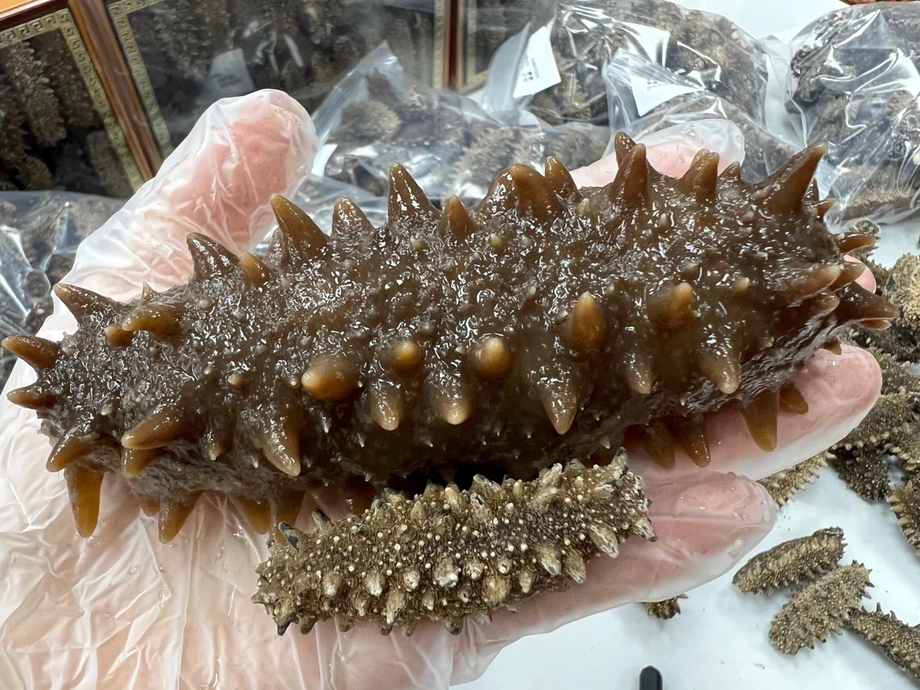 Sea Cucumber Varieties, Traditions and Market Demand