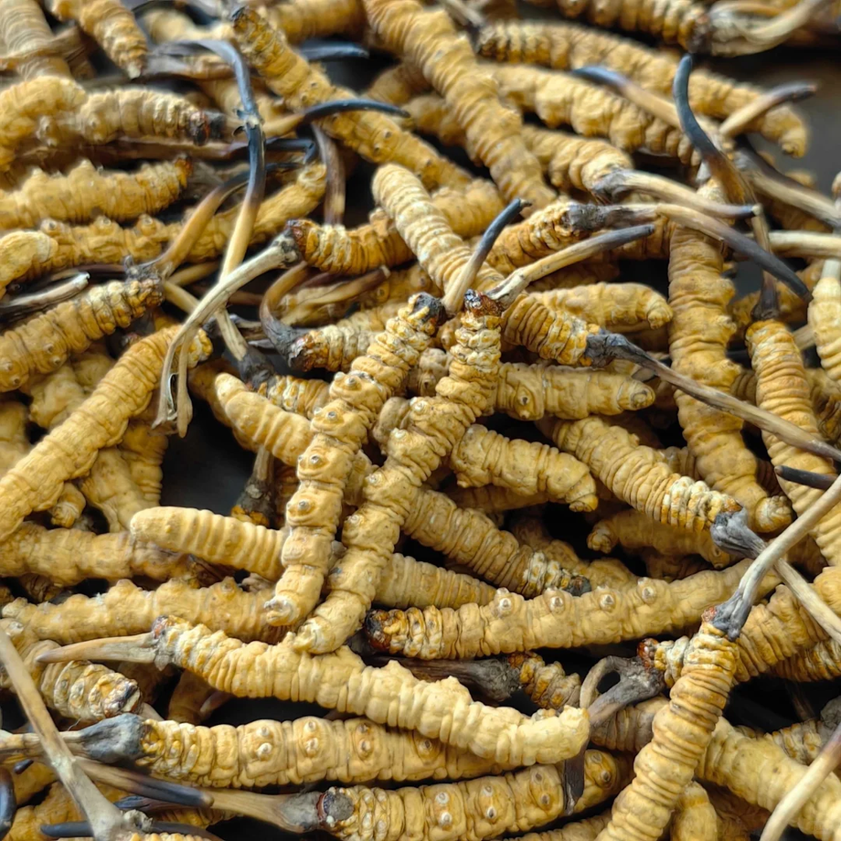 Cordyceps Traditions and Modern Evidence