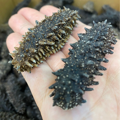 海參之王大對決：日本北海道遼參VS關東遼參，頂級刺參的六排刺秘密與價格解密