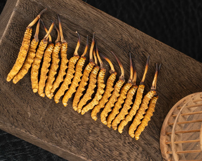 海拔決定身價！為何西藏那曲蟲草被譽為「滋補皇冠」？從產地到回收價的全方位解析