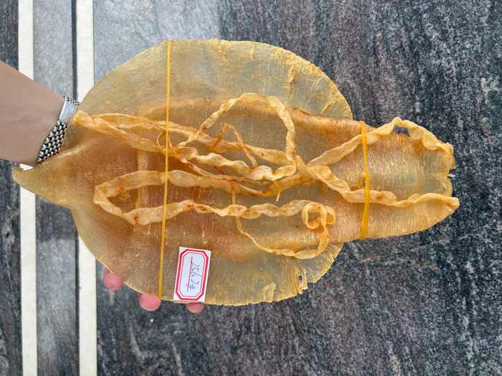 金錢鰵膠