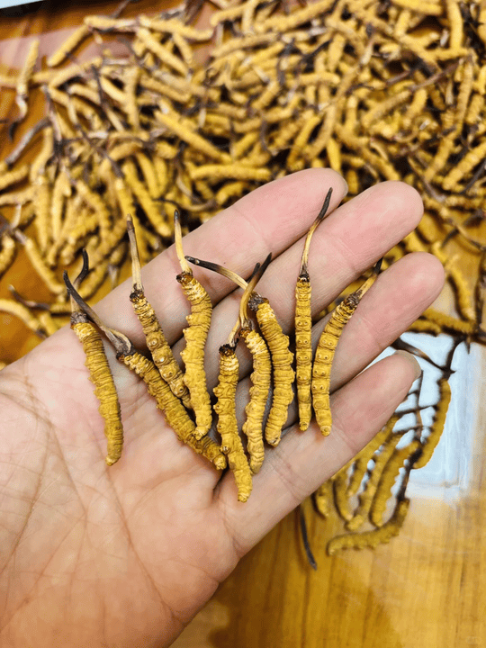 Anonymous Case Study: Cordyceps Appraisal in Kowloon