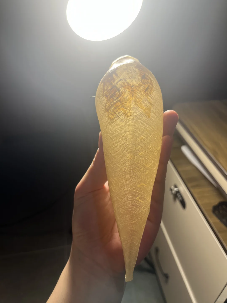 【金海晟回收案例】陳太的珍藏老花膠：閒置海味變現金，專業評估最放心！