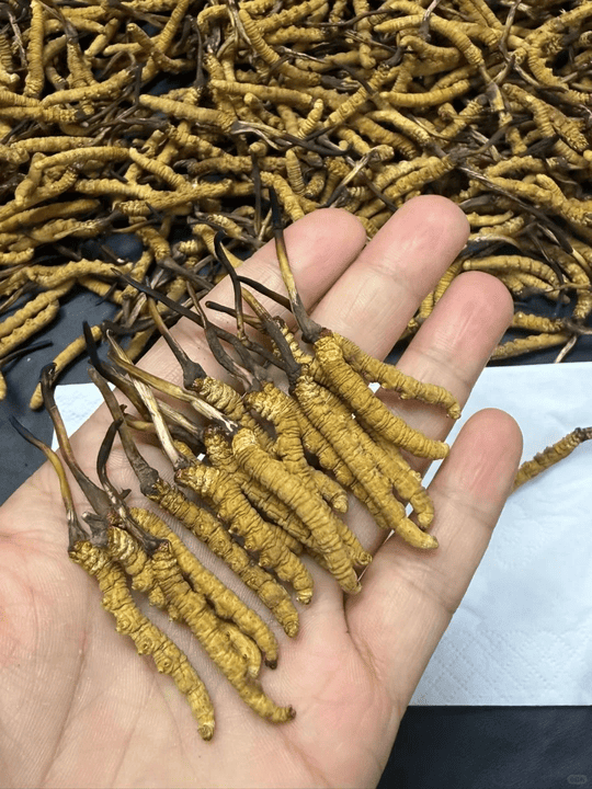 【金海晟回收案例】移民清屋套現！陳生珍藏頂級冬蟲夏草高價回收記