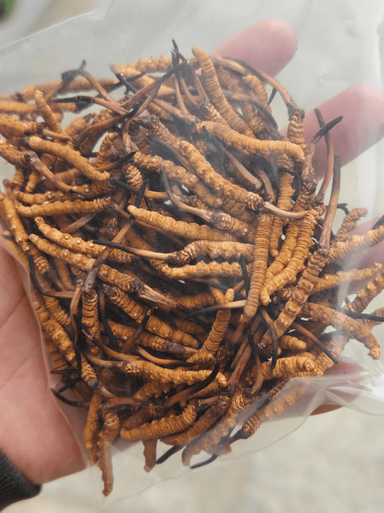 【金海晟回收案例】放喺雪櫃驚變壞？阿陳的頂級冬蟲夏草高價變現記