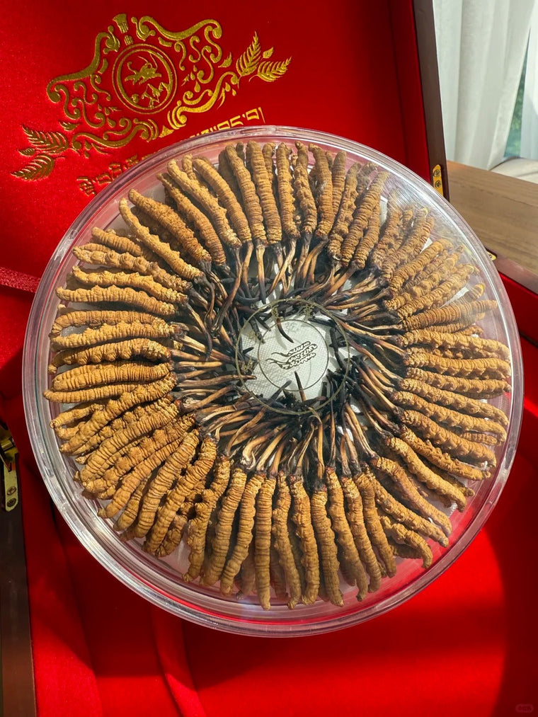 冬虫夏草