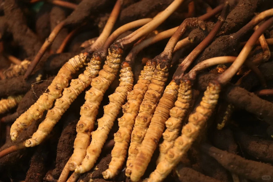 Three Cordyceps Origins Compared