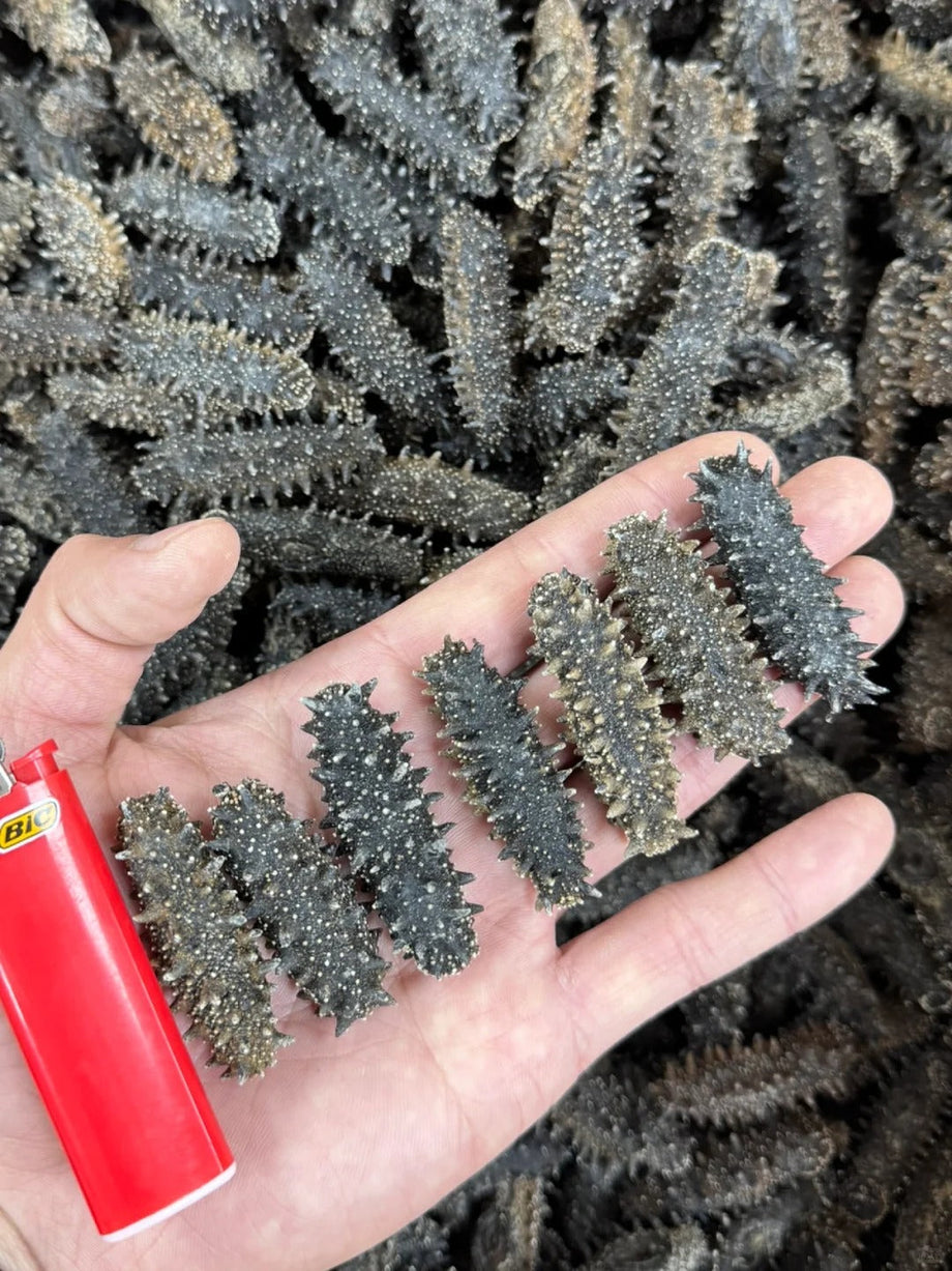Spiny and Pigskin Sea Cucumber: Varieties and Appraisal