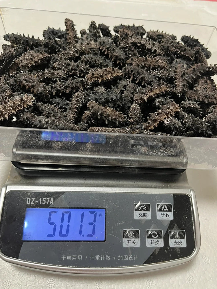 大连海参