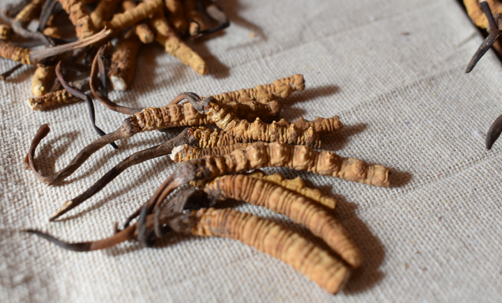 Tibetan cordyceps