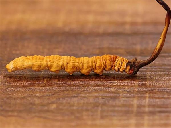 Cordyceps buyback