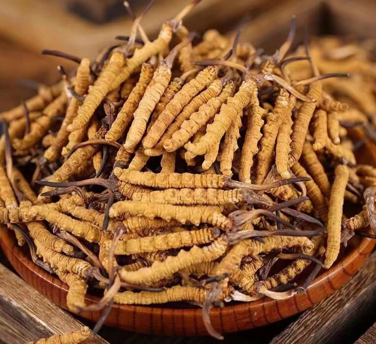Early Versus Late Cordyceps Harvest: Quality and Appraisal