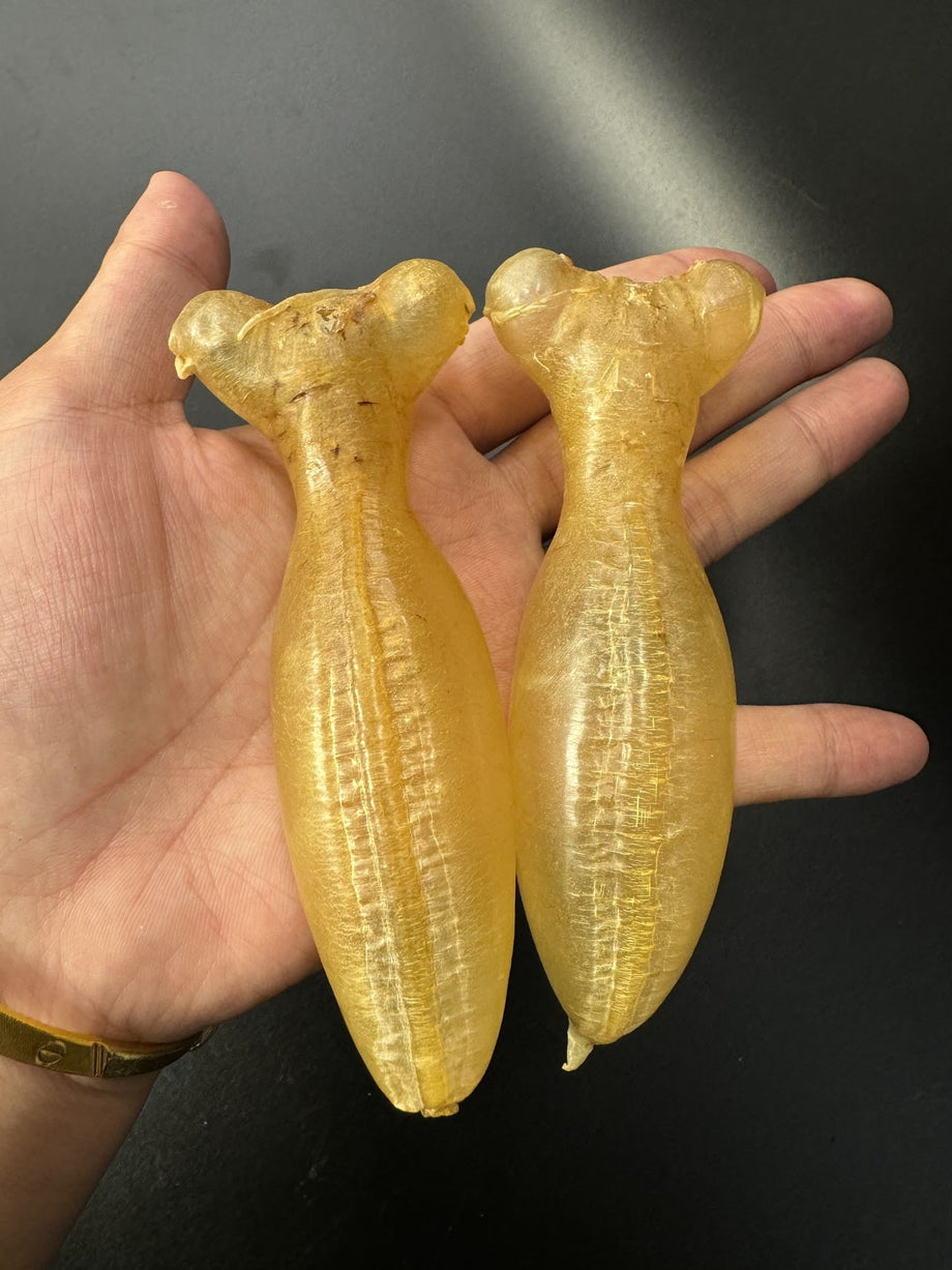 【回收案例】屋企大裝修清櫃底，意外翻出頂級蜘蛛膠！太古城方太輕鬆套現換新傢俬