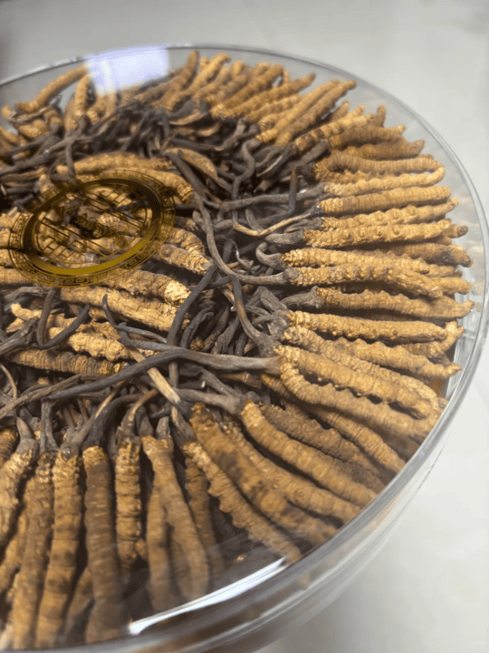 cash Kowloon cordyceps - Kam Hoi Shing
