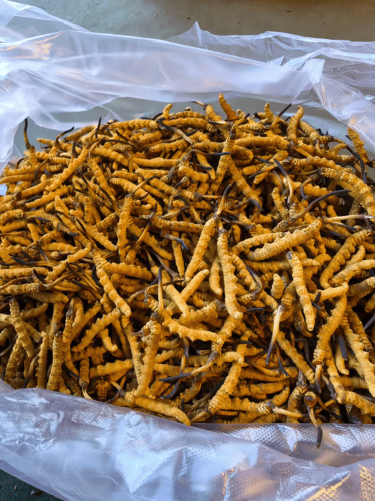 Kam Hoi Shing buyback case study Kowloon cordyceps - Kam Hoi Shing
