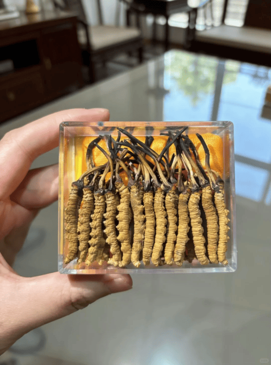 How can heartfelt treasures collected over the years be transformed into tangible returns? Mr. Lee's top-grade cordyceps and Oma dried abalone buyback record