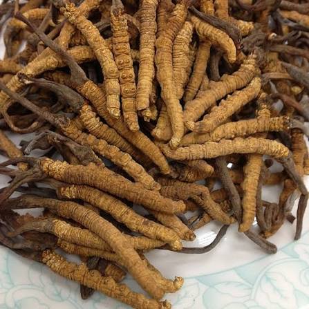 Cordyceps Flower Versus Natural Cordyceps: Why Demand Differs