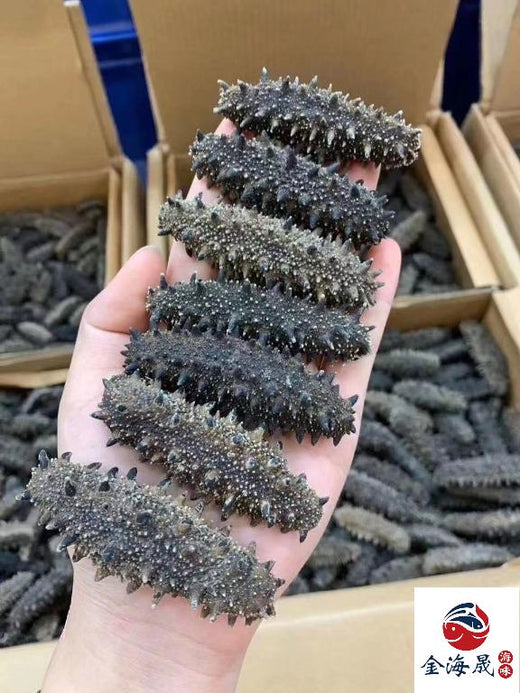 批量特級乾遼參 刺身完整足乾無糖 金海晟上門回收實拍